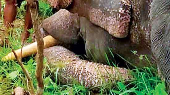 Two wild elephants killed   at Karuwalagaswewa