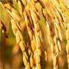 Guaranteed paddy prices announced for 2026 Yala season