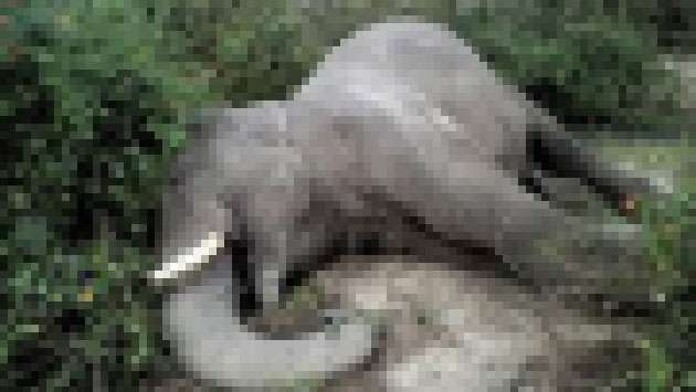 Another tusker found dead