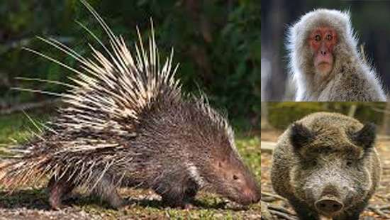 Wild boars, monkeys, hedgehogs removed from Animal Protection Act: Minister