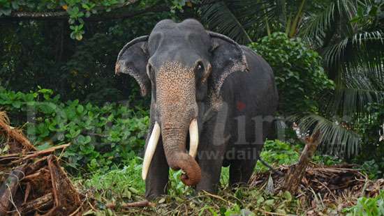 Millangoda Tusker passes away