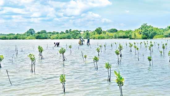 MAS Foundation for Change partners with Adore Me on Mangrove Restoration