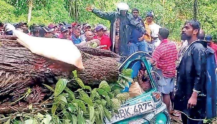 Tree falls on trishaw- three dead