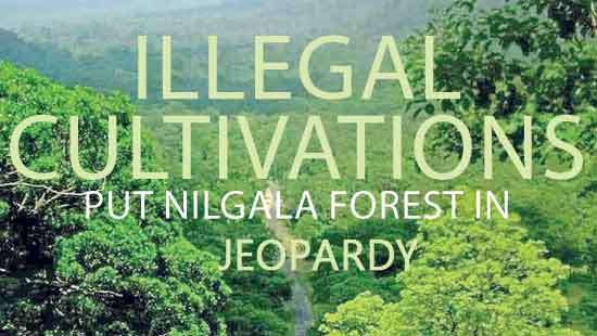 Illegal cultivations  put Nilgala Forest in jeopardy