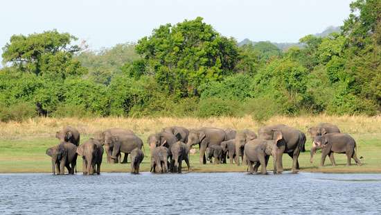 Elephant survey postponed; national parks except Yala re-opened