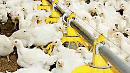 Bairaha Farms swings to Rs. 425 mn profit in September quarter