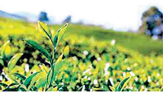 Tea industry prospects in 2H depend on LKR stability: Tea broker