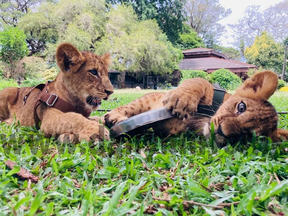 Public to be invited to name new lion cubs - Breaking News | Daily Mirror