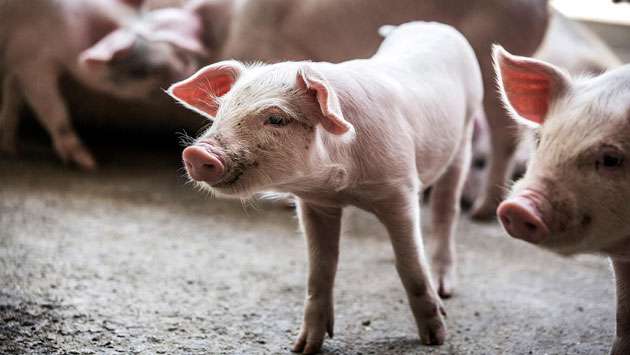 African Swine Fever outbreak affects around 67,000 pigs and wild boar