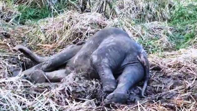 Elephant calf dies after truck collision in Habarana