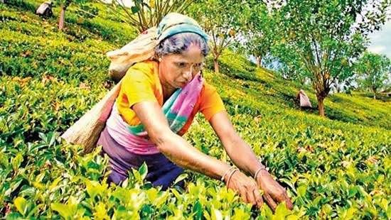 Ceylon Tea confident of retaining market share with recovery in output