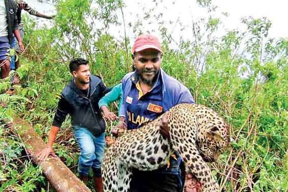 Leopard  trapped in fork dies after being rescued