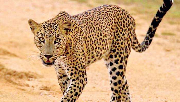 Yala leopard “Lucas” killed or alive? probe launched