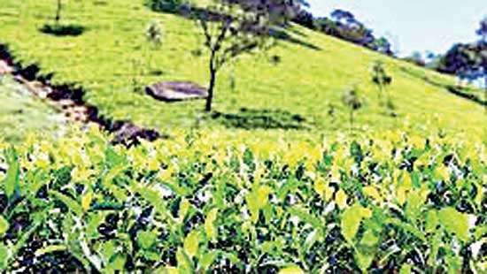 Sri Lanka targets to boost tea industry with 20mn high-quality plants annually