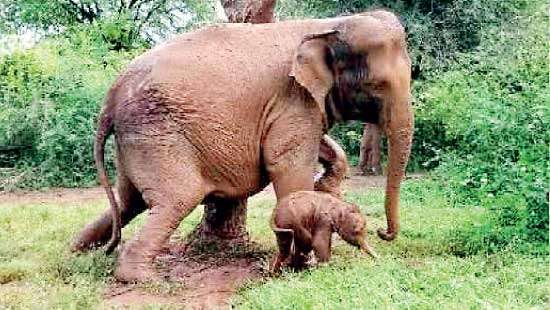 Meticulous investigation vital on the death of ‘Sujeewa’: Activists