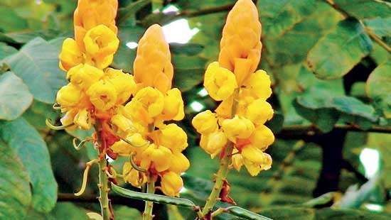 Know your herbs  Eth Thora (Cassia Alata Linn)