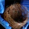 Bird nests of fibre-optic cables show war’s impact on Ukraine