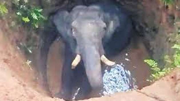 Wild elephant drowns in well