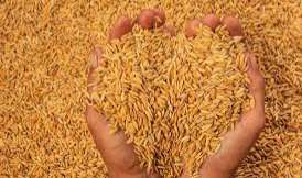 JNP queries why Govt. is yet to declare a minimum purchase price for paddy