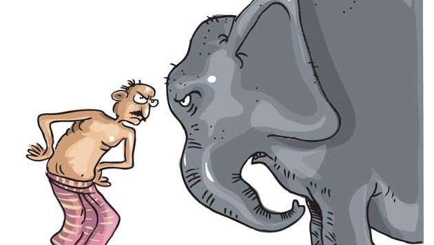 Over 400 dead as human–elephant conflict turns deadlier