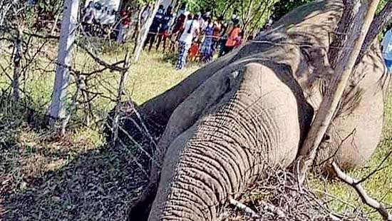 Electrocuted elephant near Nimalawa Sanctuary