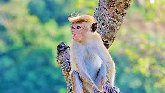 Special unit to address crop damage by toque monkeys and other animals