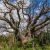 Ancient ’Robin Hood’ tree is dead, experts say