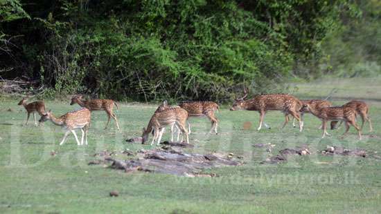 Deer roaming at Gal Oya