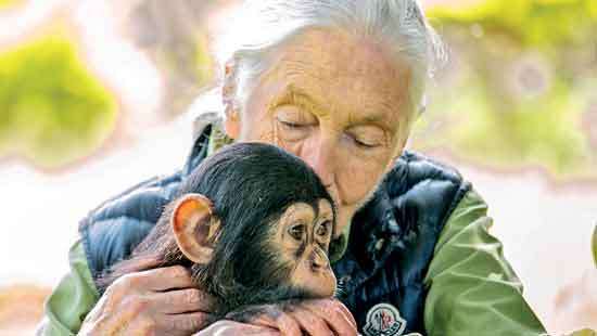 Jane Goodall Crusader for chimpanzees and the planet