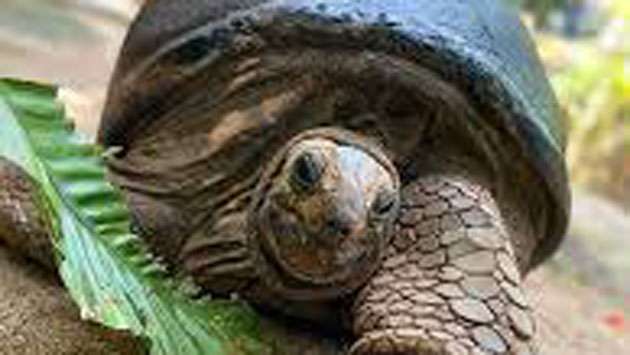 153-year-old tortoise selected for New Year’s oil anointing at Dehiwala Zoo