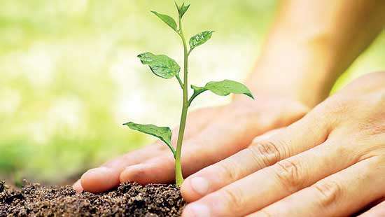 22-million  tree planting  project to commence this July