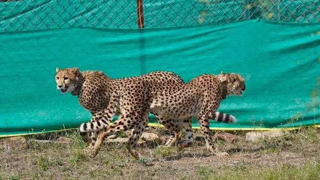 An Indian lab Is trying to keep cheetahs alive till ’perpetuity’