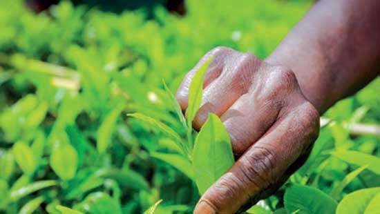 Fair demand at irregular rates at tea auction this week