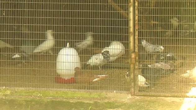 32 Pigeons handed over to Dehiwala Zoo for safekeeping stolen