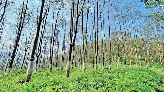 Is the country prepared to harvest potential dollar income through its rubber industry?