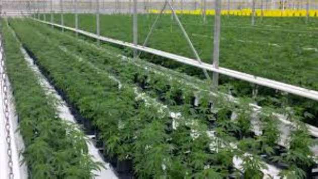 Six companies given green light to cultivate cannabis: Ven. Omalpe Sobitha Thera