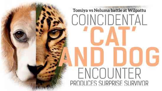 Tomiya vs Neluma battle at Wilpattu Coincidental  ‘cat’  and dog  encounter produces surprise survivor