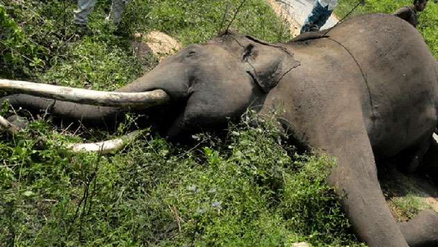 Tragedy in the wild as 150 jumbos perish in five months
