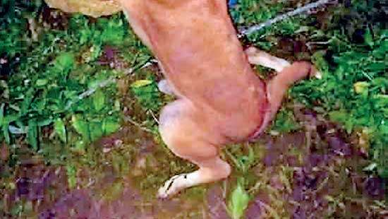 Dog executioner netted, remanded till February 3