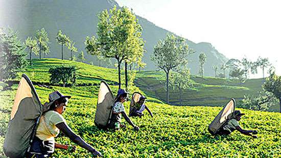 Tea exporters concerned over government’s move to abolish SVAT scheme