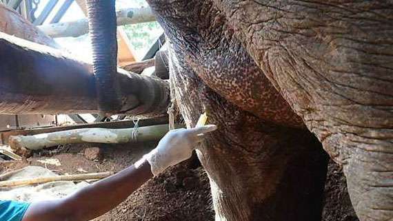 Tamed elephant shot at during Mahiyangana Raja Maha Vihara Perahera: Wild Life