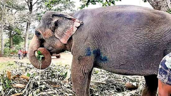 Elephant Sita shot with live cartridges