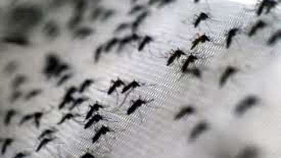 Wolbachia’ bacteria to be released on Feb 17