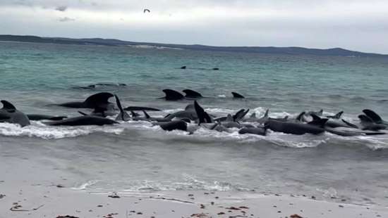 Dozens of whales die in mass stranding in Western Australia