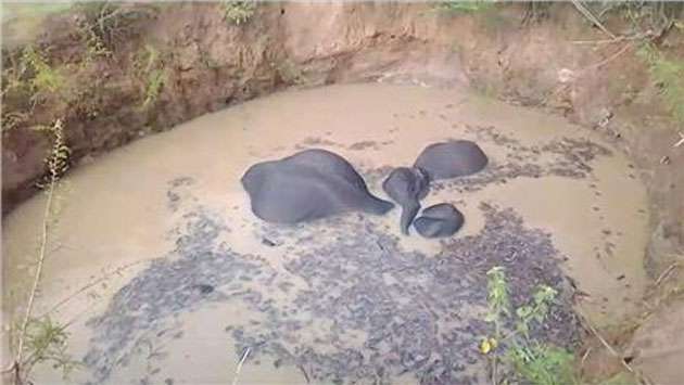 Calf and she elephant rescued from well