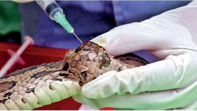 Rare surgery saves viper with unusual growth in Kandy