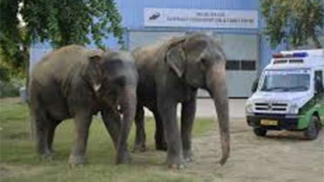 Mobile hospital service planned to provide emergency care for wild elephants - Breaking News