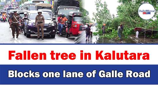 Fallen tree in Kalutara Blocks one lane of Galle Road