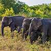 150 elephants trapped, starving in Oyamaduwa: Veterinary Association