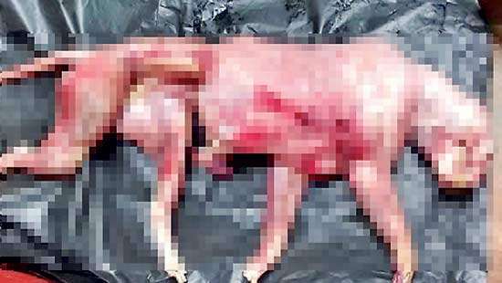 Skinned leopard carcass found at Maduru Oya National Park